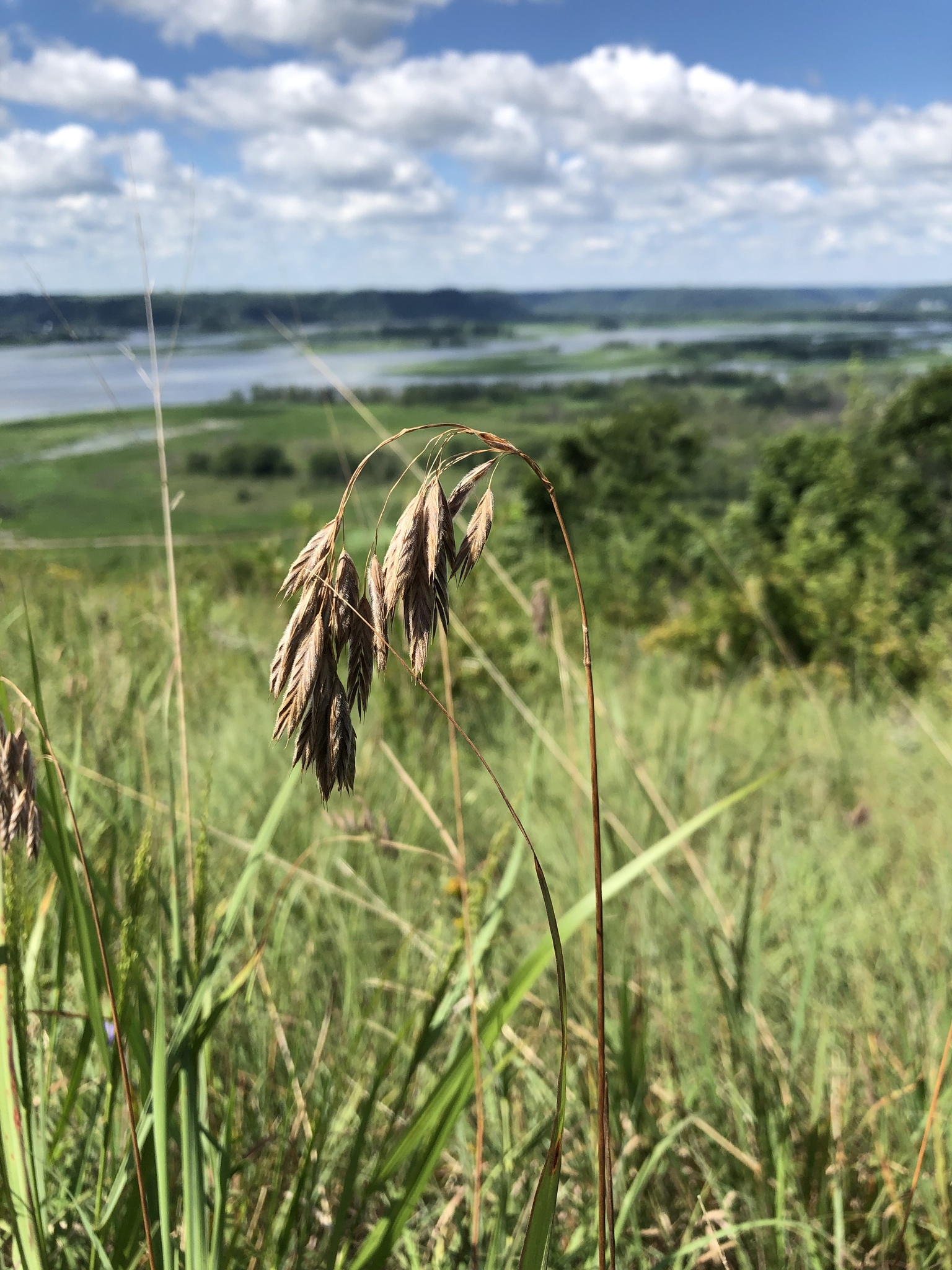 Bromus kalmii