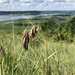 Prairie Brome - Photo (c) Payton Lott, some rights reserved (CC BY-NC), uploaded by Payton Lott