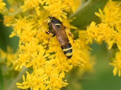 Cerceris arenaria