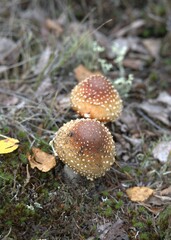 Amanita muscaria