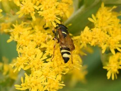 Cerceris arenaria