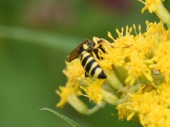 Cerceris arenaria