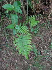 Pteris