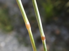 Aegilops neglecta