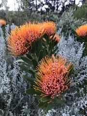 Leucospermum