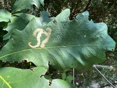 Cameraria tubiferella