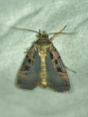 Pseudohermonassa bicarnea