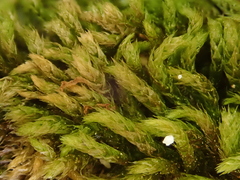 Plasteurhynchium striatulum