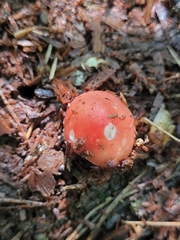 Russula