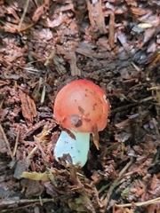 Russula