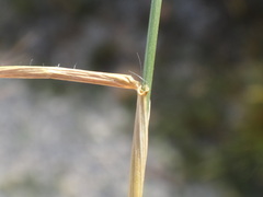 Aegilops neglecta