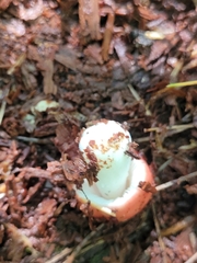 Russula