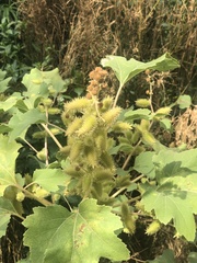 Xanthium strumarium