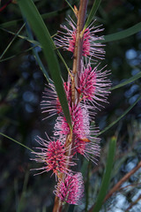 Hakea multilineata