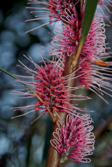 Hakea multilineata