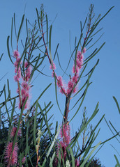 Hakea multilineata