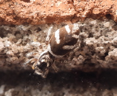 Salticus