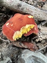 Phylloporus