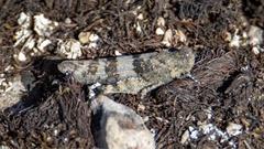 Sphingonotus caerulans