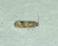 Eucosma parmatana