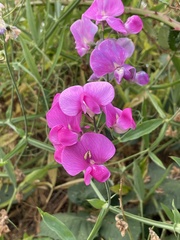 Lathyrus