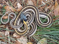 Thamnophis cyrtopsis
