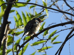 Carduelis carduelis