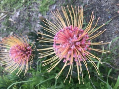 Leucospermum