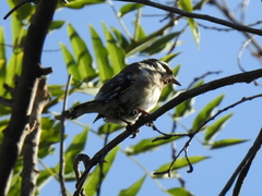 Carduelis carduelis