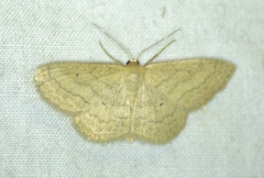 Scopula inductata