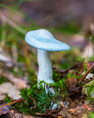 Clitocybe odora