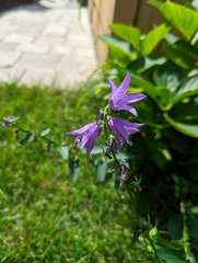 Campanula rapunculoides