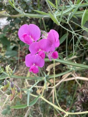 Lathyrus