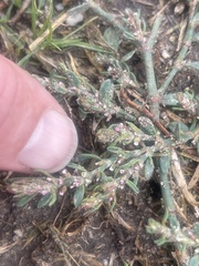 Polygonum aviculare