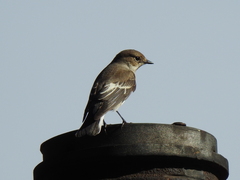 Ficedula hypoleuca