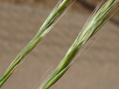 Festuca ambigua