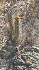Corryocactus melanotrichus