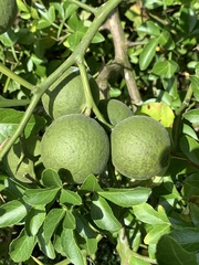 Citrus trifoliata