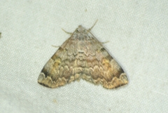 Idia americalis
