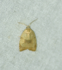 Coelostathma discopunctana