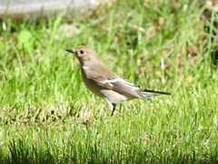 Ficedula hypoleuca