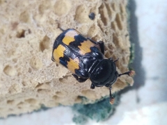 Nicrophorus
