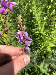 Desmodium canadense