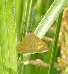 Sitochroa verticalis