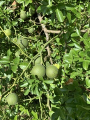 Citrus trifoliata