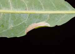 Phyllonorycter scudderella
