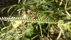 Poaceae