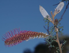 Grevillea paradoxa