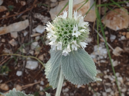 Image of Marrubium incanum by (c) Christian Berg, some rights reserved (CC BY)
