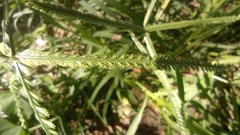Poaceae